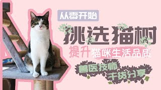 猫树怎么挑选？铲屎官必看｜兽医技师教你宠物日常护理【RVT大竹子】 by RVT大竹子 2,938 views 3 years ago 4 minutes, 50 seconds