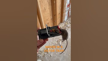 MOUSE IN A VICTOR TRAP! #mousetrap