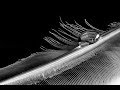 ABSTRACT MACRO PHOTOGRAPHY TIPS - Creating Stunning Feather Photos Plus Focus Stacking