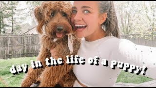 a day in my life with a puppy!!