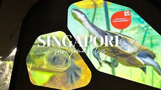 【vlog】3泊5日でシンガポール旅行！day2 part7 動物園で絶滅危惧種に感動✨