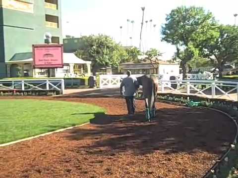 Well Monied schooling, Santa Anita paddock, 2-4-09