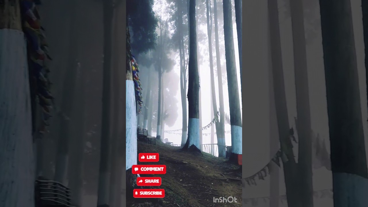 Lava pine forest🌲🌲 