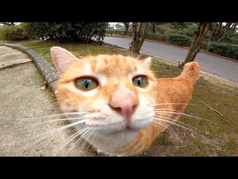 公園の茶トラ猫が甘えてきてカワイイ