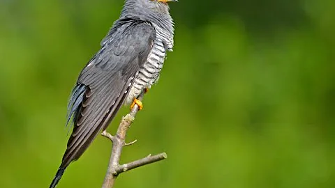 Cuckoo 1h bird sound