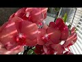 Орхидея НОВИНКА НЕРЕАЛЬНО РЕАЛЬНОГО ЦВЕТА  сразила на повал🔥🔥🔥и полив свеже  пересаженной орхидеи