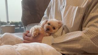 もう大人にならないで。