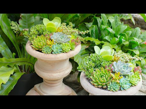 Video How I Make a Succulent Arrangement! ???????? Cách mix một... - youtube