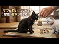 黒猫とキーホルダー!思い出を巡る小さな旅