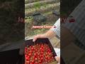 Japanese Cherry Picking 😊