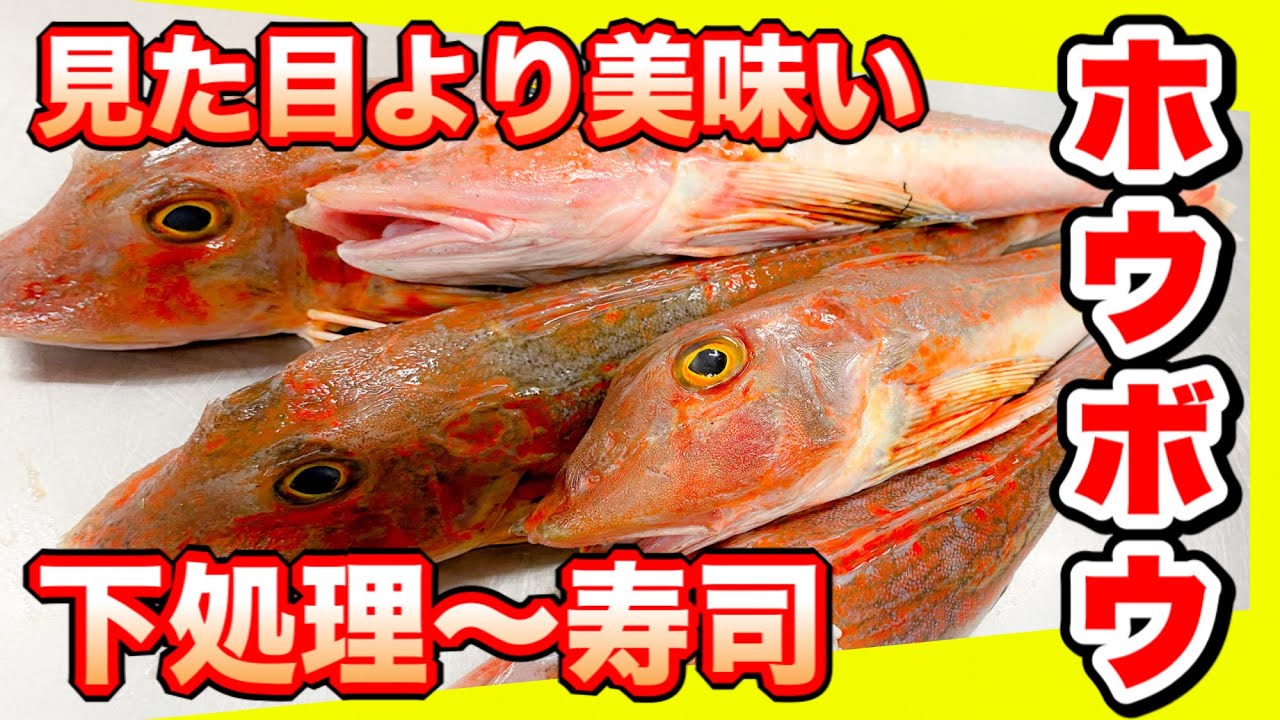 ホウボウさばき方と寿司作り方ホウボウ刺身用に下処理の方法 めっちゃ美味かった寿司作り方how To Filet Bluefin Searobin Youtube