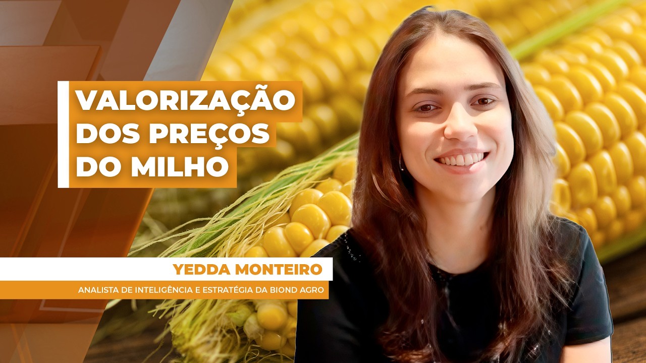 Cenário internacional, dólar e atraso da safrinha ajudam valorizações do milho no Brasil