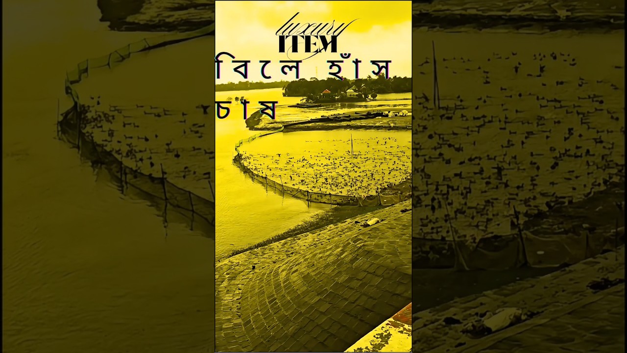 গ্রামে হাঁস চাষ | Duck Farming in Village | Village Life & River View  