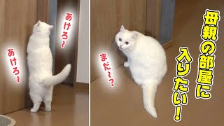母親の部屋に入りたすぎて鳴いちゃう猫！