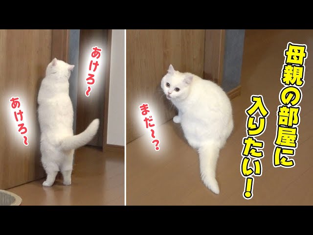 My cat want to enter my mother's room. - YouTube