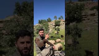 گوتنين. مةزنا