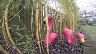 The Original Pink Flamingos By Cado Lawn Art