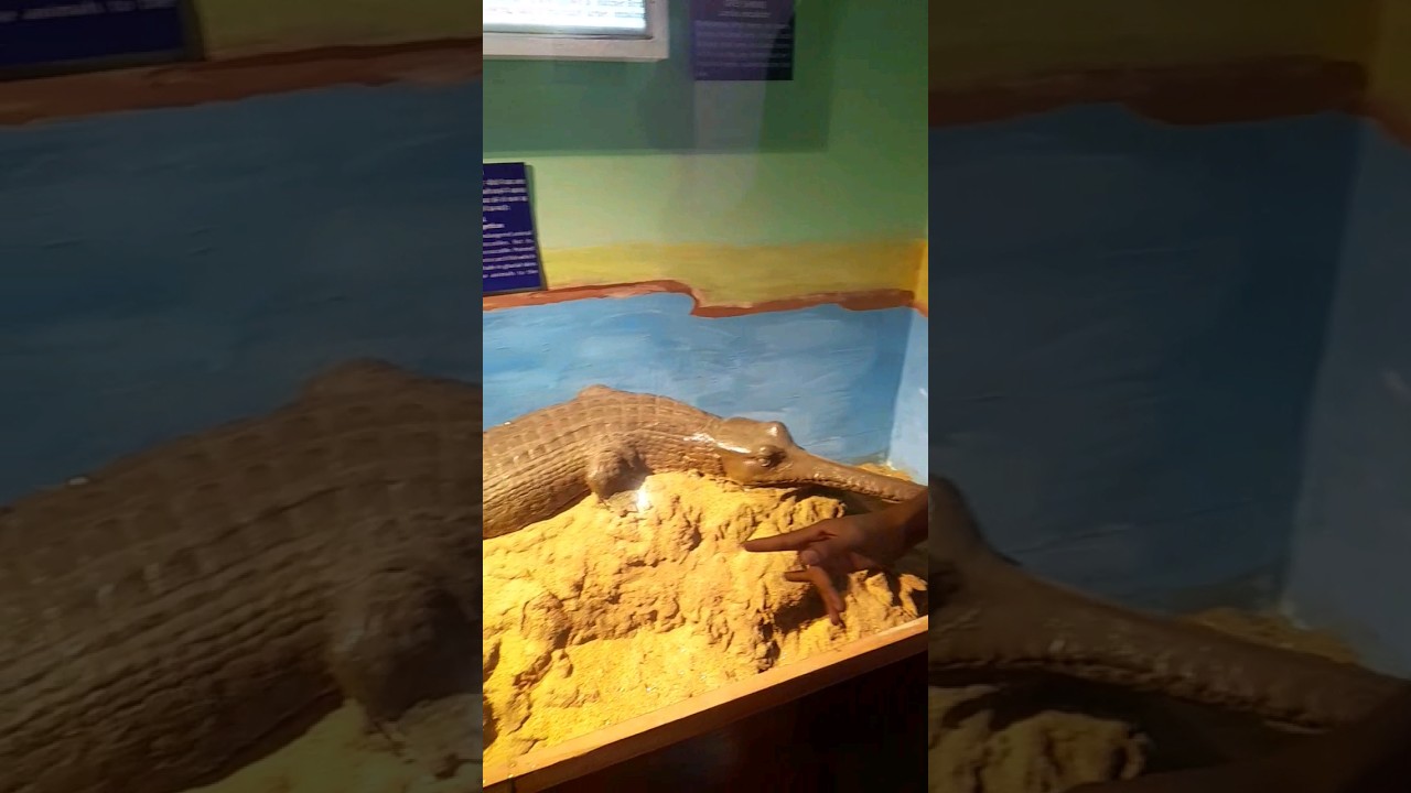 🐅RMNH- Regional Museum Of Natural History bhopal  [mp]🦅 