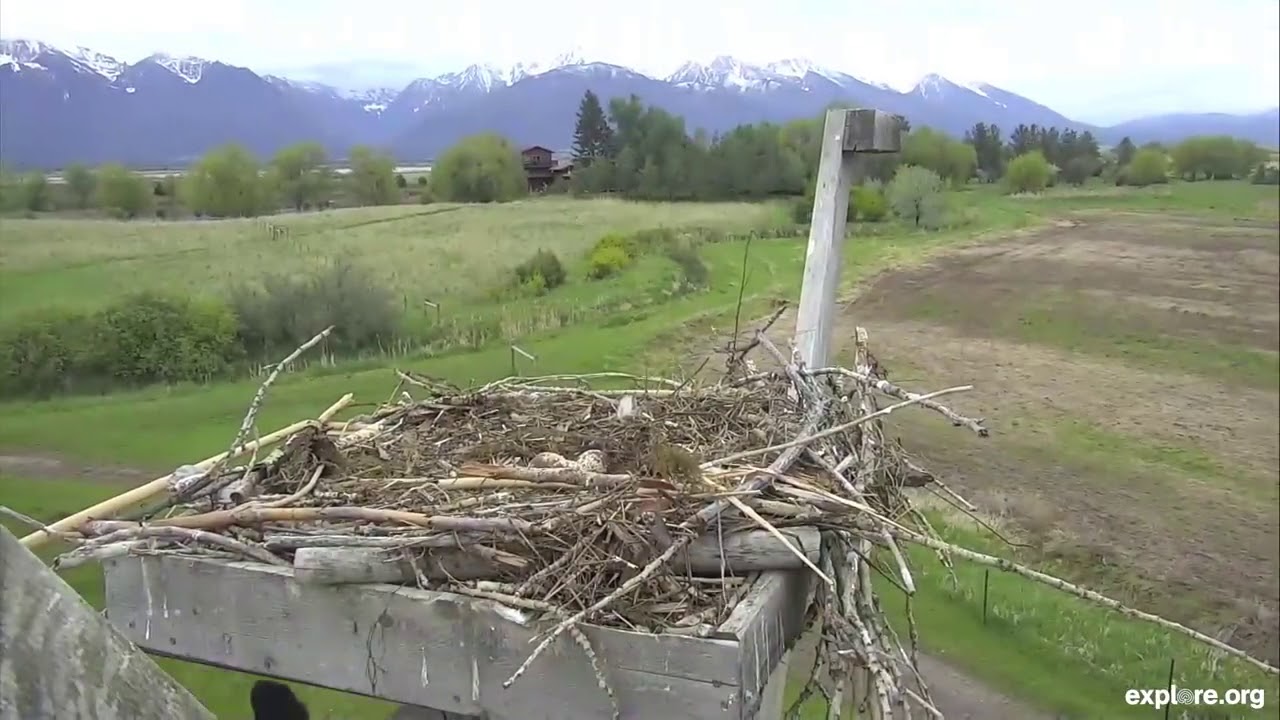 Black bear climbs up to an osprey nest on Montana explore.org live camera