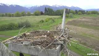 Black bear climbs up to an osprey nest on Montana explore.org live camera