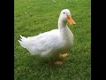 Утки Черри-Велли