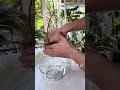 New week, changing the plant water 💧🌱#water #shorts #plants #plantcare #houseplants