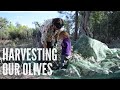 Harvesting olives for our own olive oil - On our way to self-sufficient living in Central Portugal