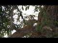 leopard climbing tree.mpg