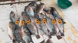 Live Fish Cutting Sri Lanka (හොදම අලුත් වැව් මළු කපන තැනක් ??)Fish Cutting fishig