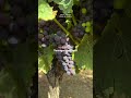 Why Lisbon Wines Are So Special!