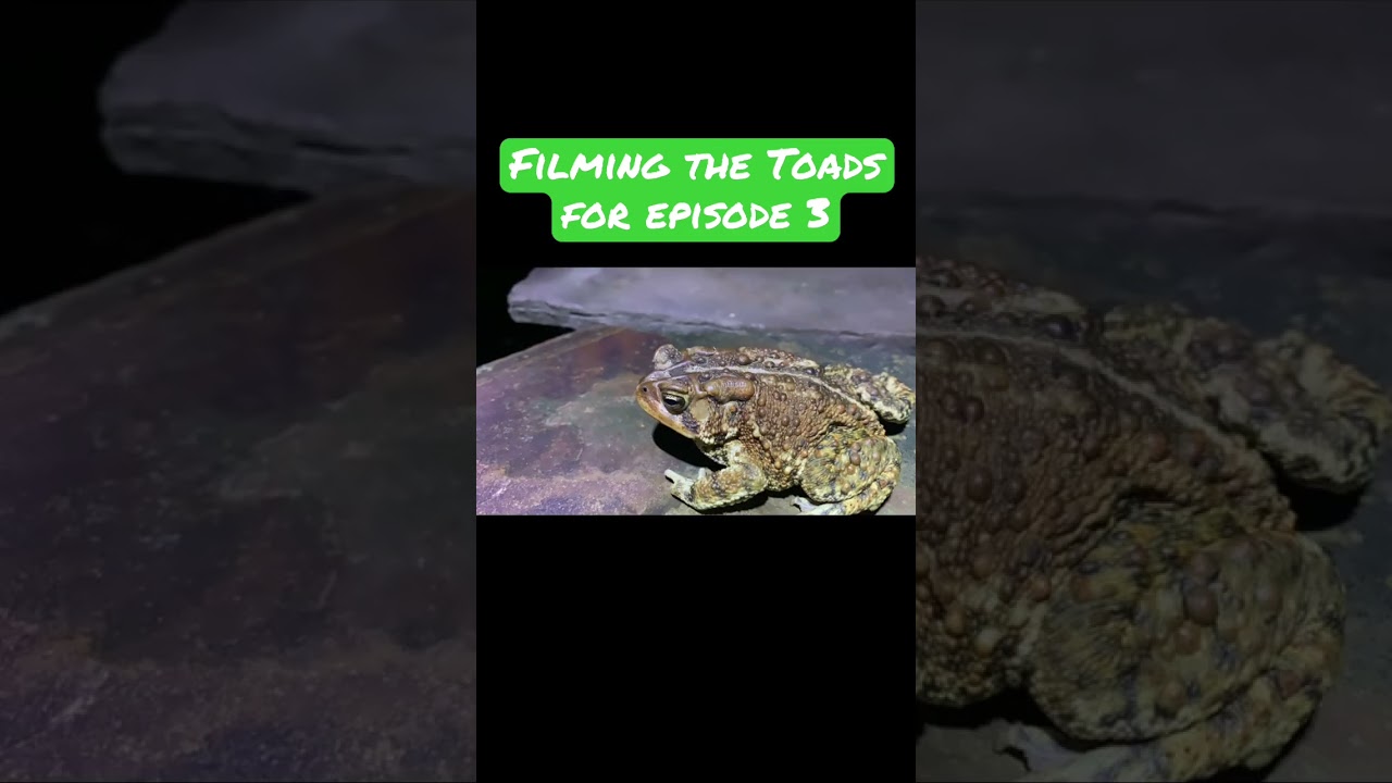 Filming the toads for conservation 