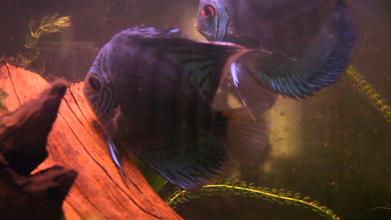 Discus breeding mating laying eggs and fertilizing them YouTube