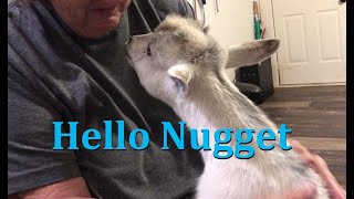 Say Hello To Nugget, Our Newest Goat. The Lears Farmish by The Lears Farmish 81 views 6 months ago 6 minutes, 22 seconds