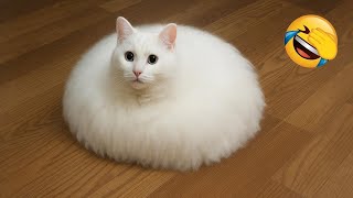 TRY NOT TO LAUGH 😂 The Funniest Dog and Cat Videos of 2025
