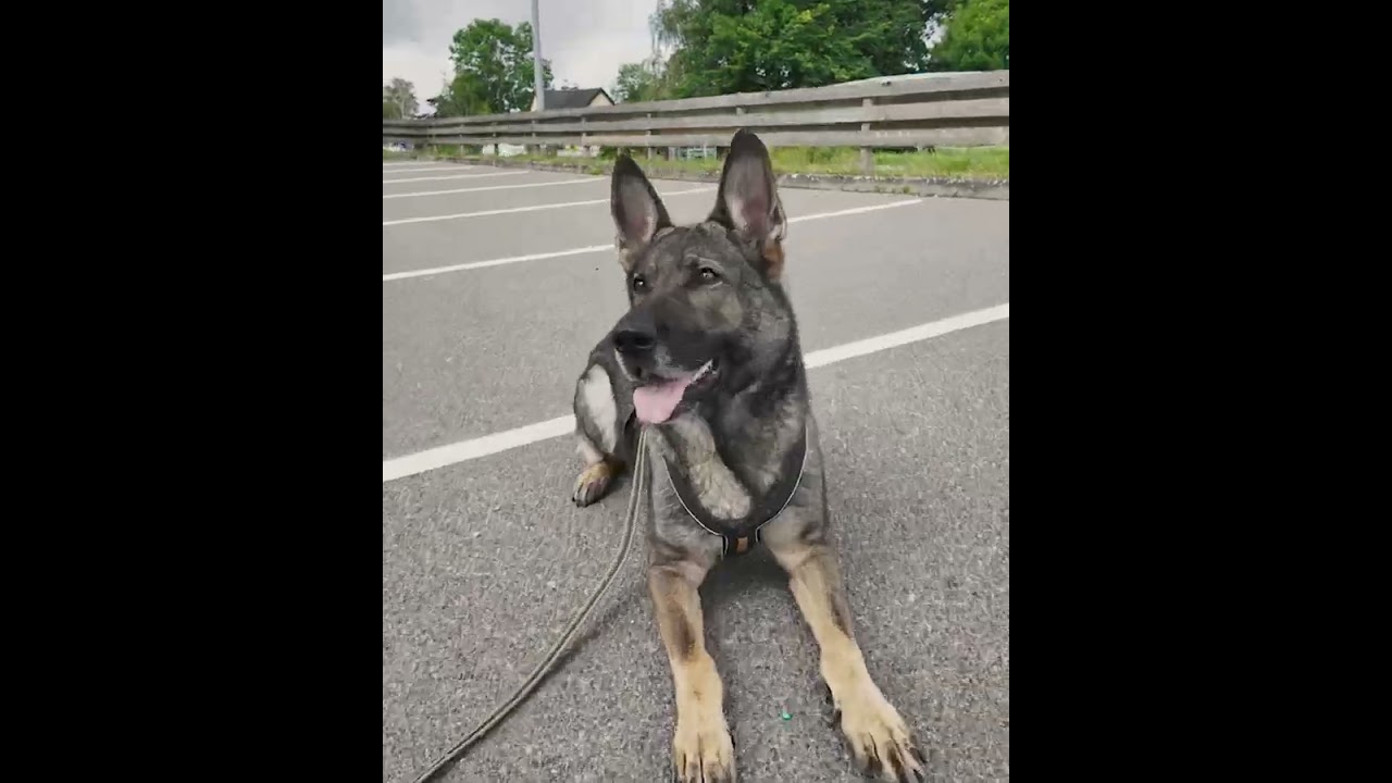 Searching for stuff with Rebus 💖  