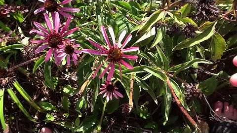 Introduction To Nature Journaling