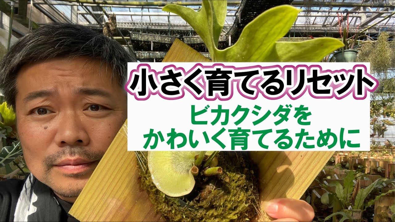 ビカクシダリセット株 ビカクシダ小さく育てるためのリセット - YouTube