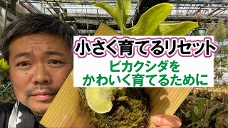 ビカクシダ　15種　Last ７日中に消します mqdefault.jpg