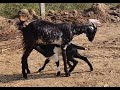 మేకపిల్లలకు విటమిన్ డి వచ్చే సమయం(It is time for vitamin D for baby goats). #baddamsfarmfresh