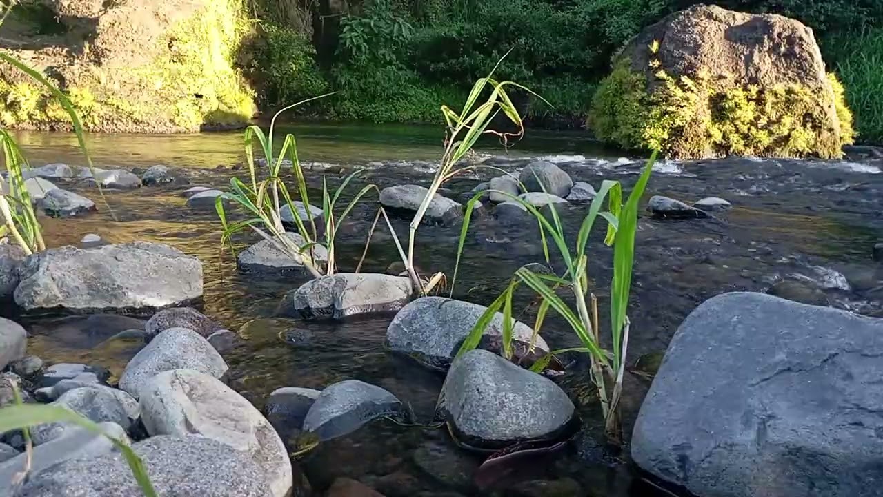 Soothing Stream and Wind Sounds | Deep Focus Ambience