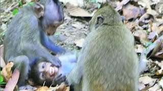 O.M.G..! tiny baby monkey In Two Monkeys Hands Doing hard On Baby try escaping from that