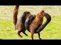 5 Shocking Snake Attacks Caught on Camera