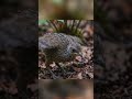 The Resilient Journey of the Superb Lyrebird: 150 Days from Egg to Survivor