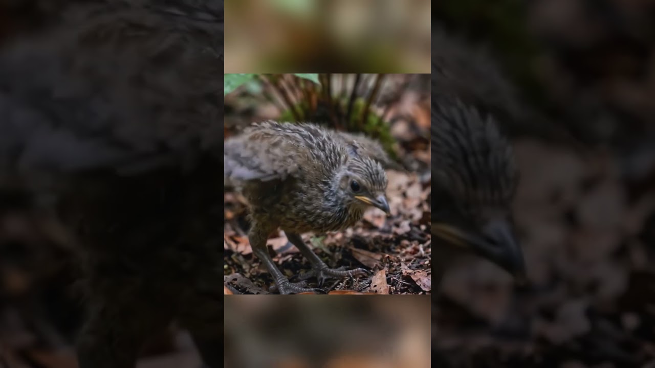 The Resilient Journey of the Superb Lyrebird: 150 Days from Egg to Survivor