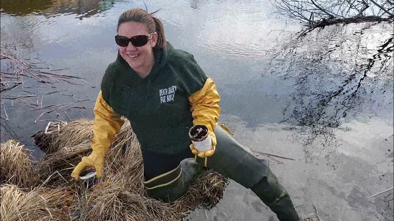how to kill problem beavers with castor mounds..and a catch YouTube