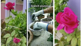 How to prepare rose plants for more flowering in winter|how prune your
roses