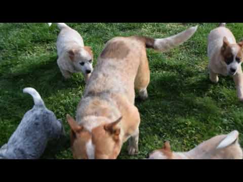 blue-heeler-australian-cattle-dog-puppies-for-sale