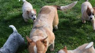 Blue Heeler Australian Cattle Dog Puppies For Sale