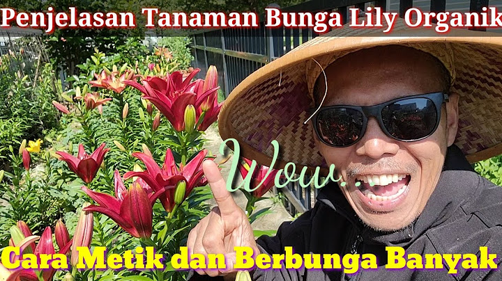 Bunga lili gladiol dan kanan adalah contoh tanaman hias yang berkembang biak dengan cara