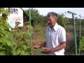 Виноград   подготовка куста к плодоношению